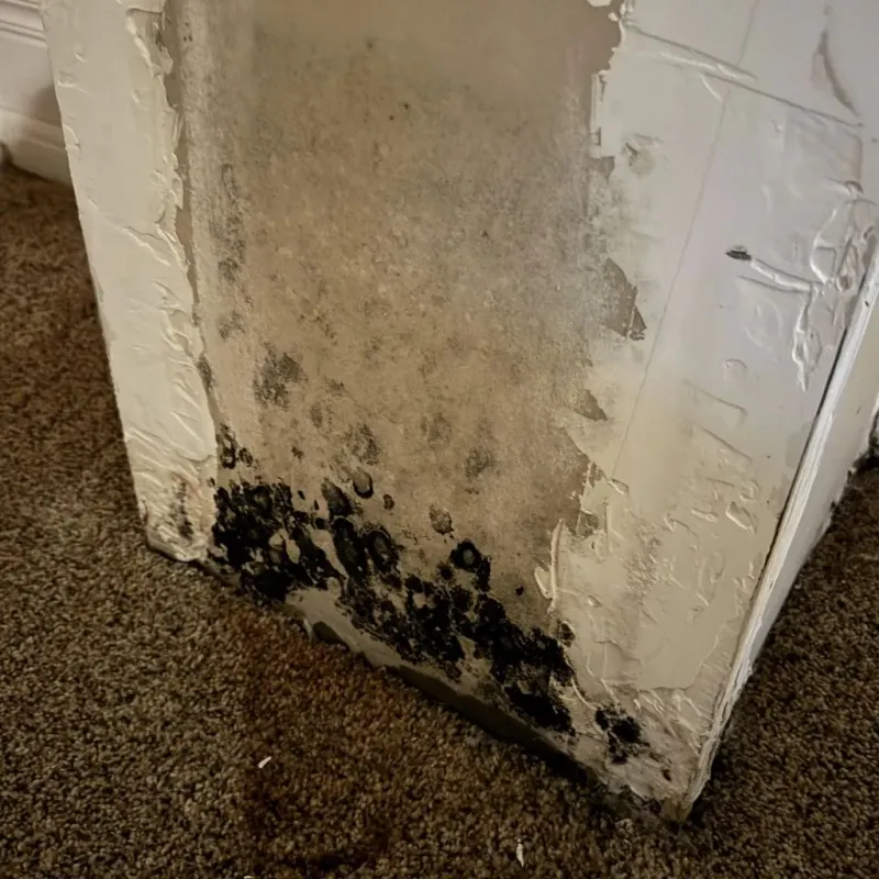 Professional Mold Removal in Park County, MT